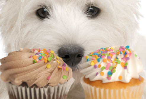 jiu_rf_photo_of_dog_wanting_cupcakes.jpg